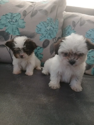 cățeluși bichon  - imagine 4