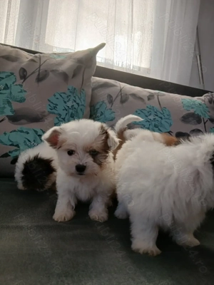 cățeluși bichon  - imagine 3