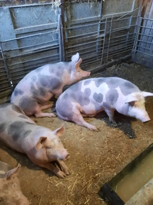 Porci Pietrain 100-130kg - imagine 3