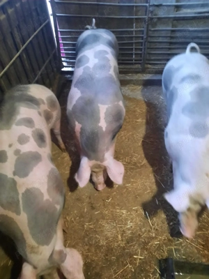 Porci Pietrain 100-130kg - imagine 2