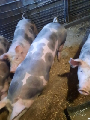 Porci Pietrain 100-130kg