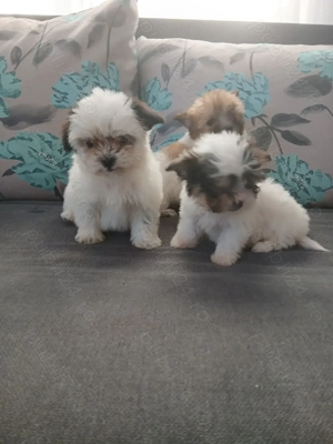 cățeluși bichon  - imagine 5