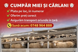 achizitionam miei  de lapte carlan