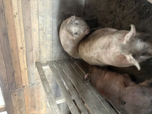 Vând porci - imagine 2