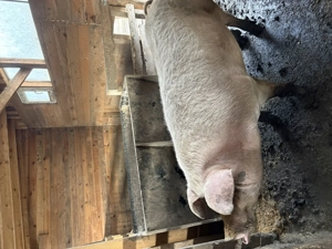 Vând porci - imagine 3