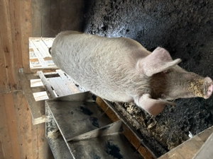 Vând porci - imagine 4