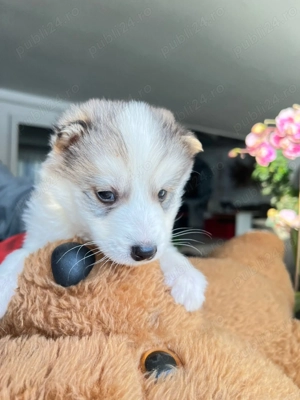 Husky Cățeluși pentru doritori .  - imagine 4