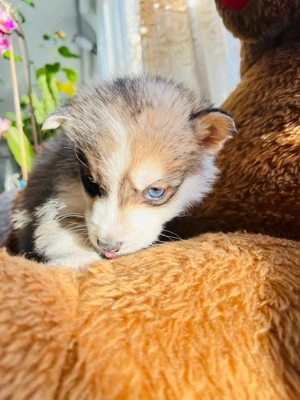 Husky Cățeluși pentru doritori .  - imagine 3