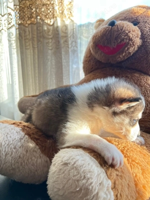Husky Cățeluși pentru doritori .  - imagine 2