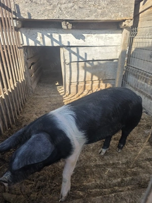 Bazna scrofita - imagine 3