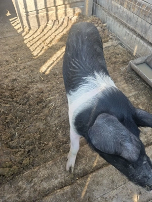 Bazna scrofita - imagine 4