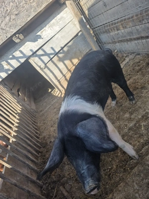 Bazna scrofita - imagine 2