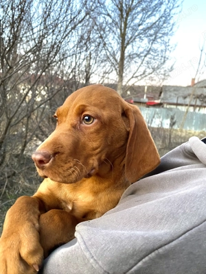 Vând căței vizsla maghiar  - imagine 2