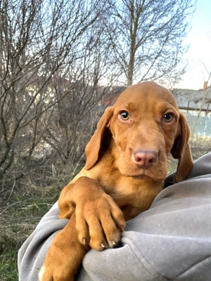 Vând căței vizsla maghiar  - imagine 3