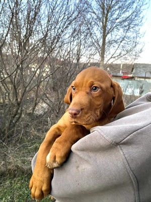 Vând căței vizsla maghiar 