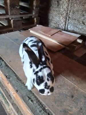 vand iepuri rex si cap de leu pui. - imagine 3