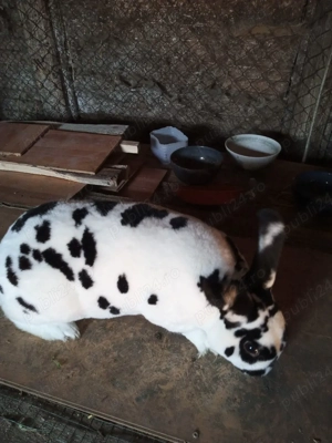 vand iepuri rex si cap de leu pui. - imagine 4