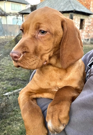 Vând căței vizsla maghiar  - imagine 4