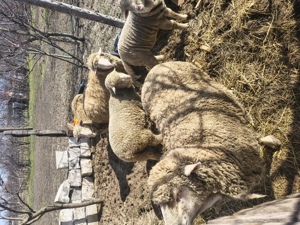 Vând 2 oi 2 mieluțe și 1 berbecuț  - imagine 4