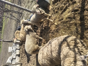 Vând 2 oi 2 mieluțe și 1 berbecuț  - imagine 3