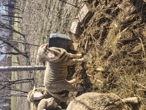 Vând 2 oi 2 mieluțe și 1 berbecuț  - imagine 5