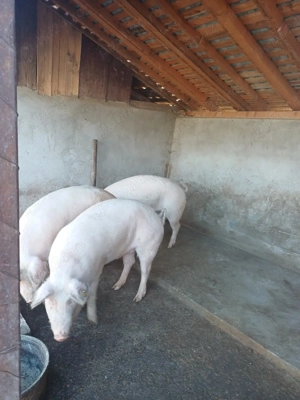 de vanzare - imagine 2