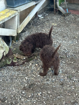 Vând câini de trufe - imagine 3