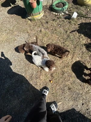 Vând câini de trufe - imagine 2