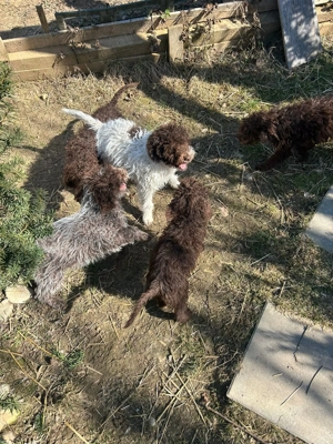 Vând câini de trufe - imagine 5