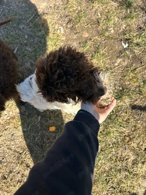 Vând câini de trufe - imagine 4