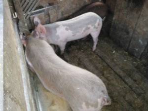 Vând porci 50 60 kg 