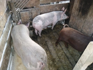 Vând porci 60 70kg - imagine 5