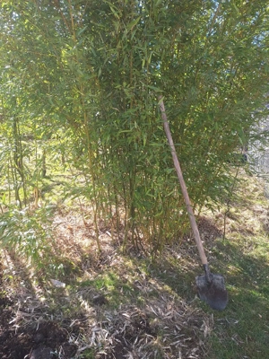 Bambus cu radacină,verde tot anul. 