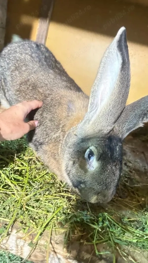 Iepure Belgian - imagine 2