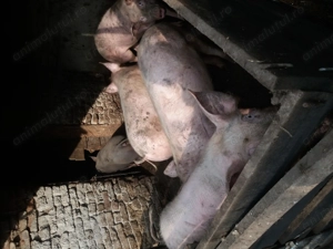 Porci 90kg crescuti natural - imagine 5