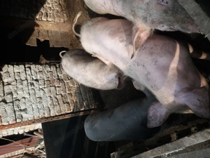 Porci 90kg crescuti natural - imagine 3