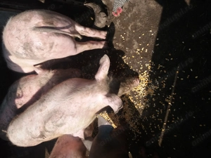 Porci 90kg crescuti natural - imagine 2