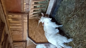 Țapi de vînzare de 8 luni - imagine 4