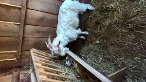 Țapi de vînzare de 8 luni - imagine 2