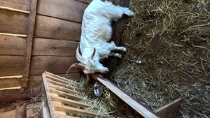 Țapi de vînzare de 8 luni - imagine 3