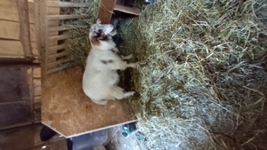 Țapi de vînzare de 8 luni - imagine 5