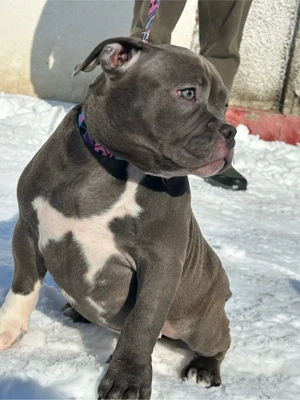 American bully - imagine 5