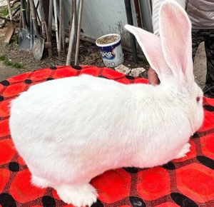 Urias German - imagine 3