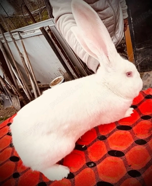 Urias German - imagine 4