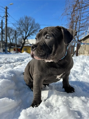 American bully - imagine 4