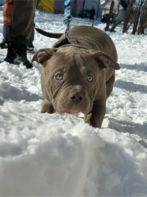 American bully - imagine 3