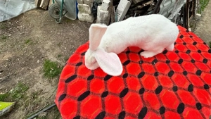 Urias German - imagine 2