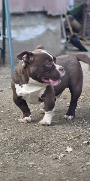 American Bully Exotic!!!