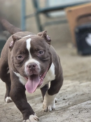 American Bully Exotic!!! - imagine 2
