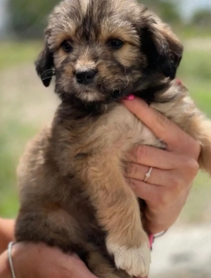 Bichon havanez fetițe și băieți 